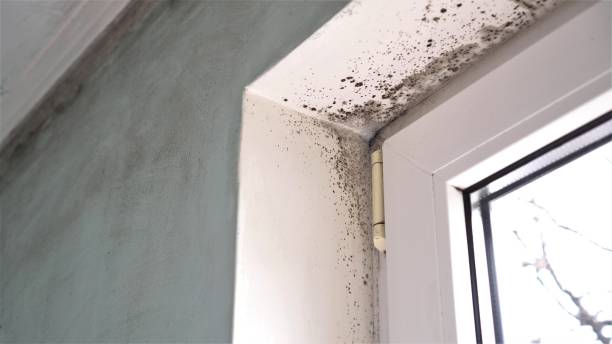 Mold Removal Process in Sunnyside, GA