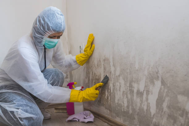 Attic Mold Removal in Sunnyside, GA