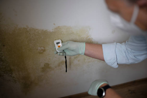 Best Attic Mold Removal  in Sunnyside, GA