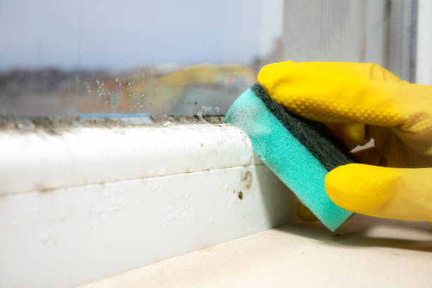 Best Commercial Mold Removal  in Sunnyside, GA