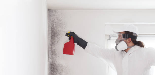 Best Same-Day Mold Removal  in Sunnyside, GA
