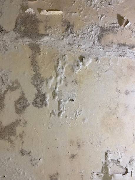 Best Mold Damage Repair  in Sunnyside, GA