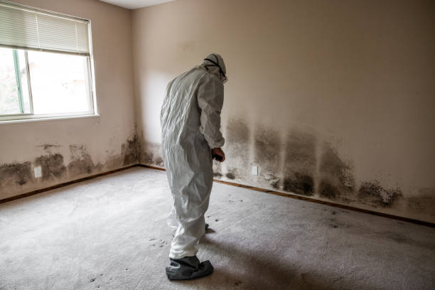 Certified Mold Removal in Sunnyside, GA
