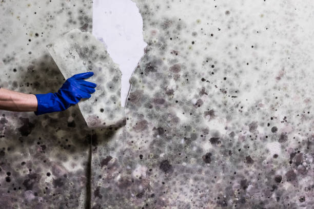 Best Crawl Space Mold Removal  in Sunnyside, GA