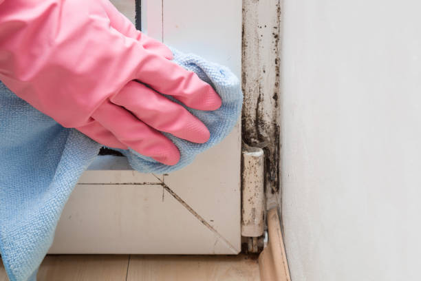 Best Professional Mold Removal  in Sunnyside, GA