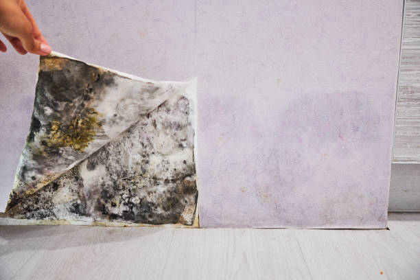 Best Mold Removal Company Near Me  in Sunnyside, GA